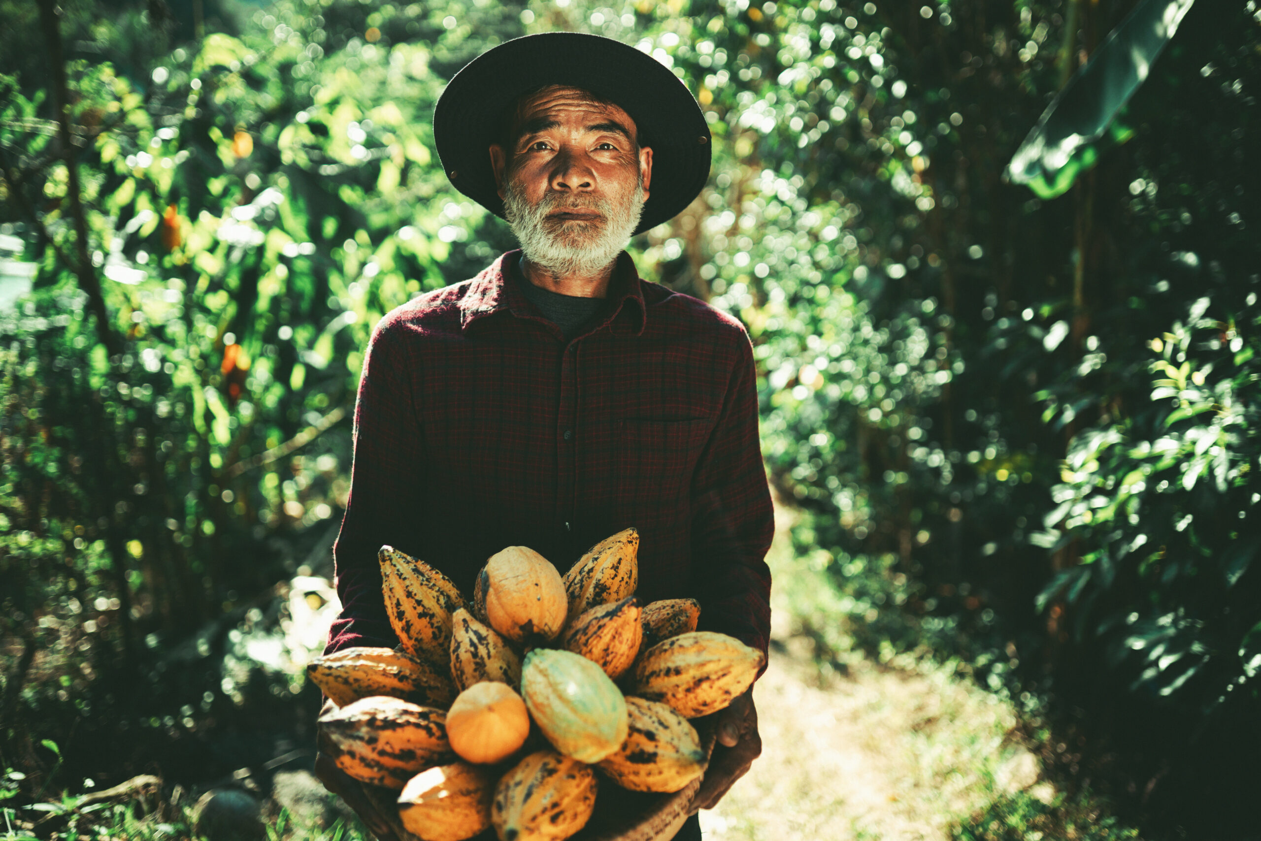 senior farmer holding a basket of cocoa fruit